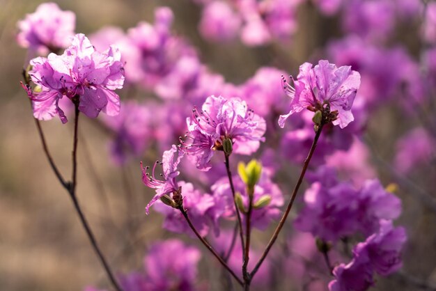 Close up de fleurs de Rhododendron dauricum noms populaires romarin maral Russie Vladivostok