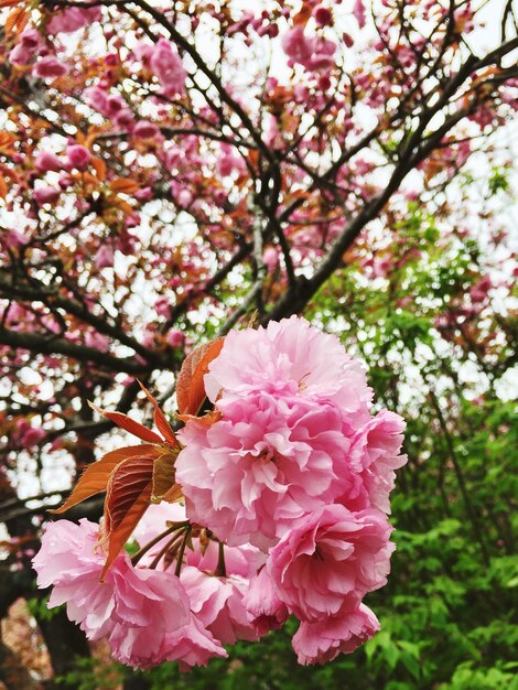 Close-up de fleurs roses sur un arbre