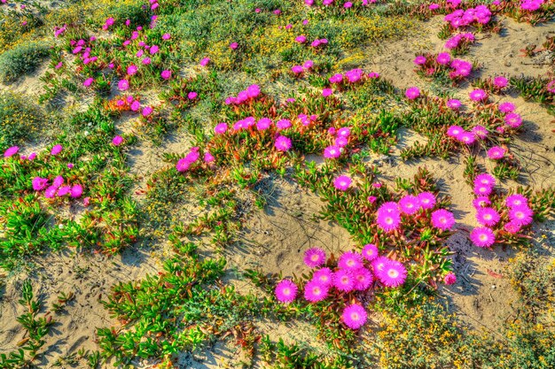 Close up de fleurs roses à Platamona Sardaigne