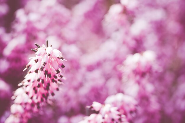 Photo close-up des fleurs roses qui poussent sur la plante