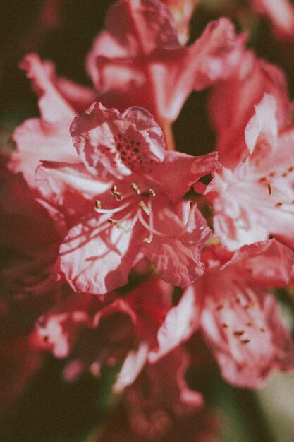 Photo close-up des fleurs roses vives de la plante d'azalea qui pousse dans une serre par une journée ensoleillée