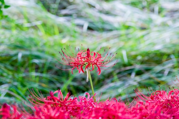 Close-up de fleurs rouges qui fleurissent à l'extérieur