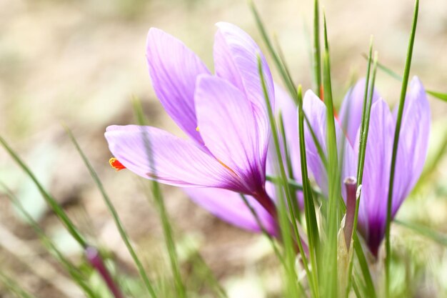 Photo close up de fleurs de safran dans un champ