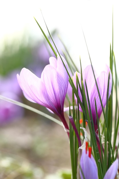 Close up de fleurs de safran dans un champ