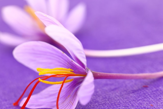 Close up de fleurs de safran sur fond violet