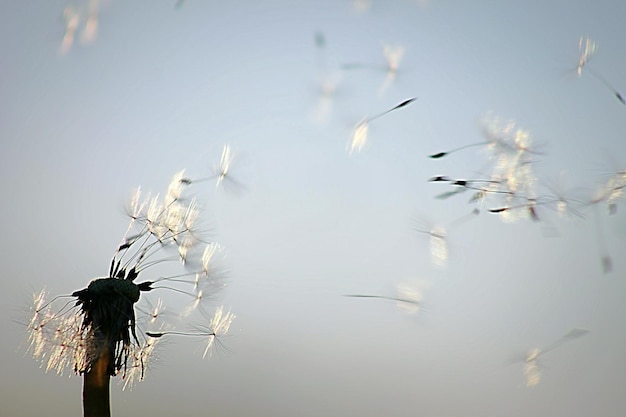 Photo close-up de fleurs en silhouette contre le ciel