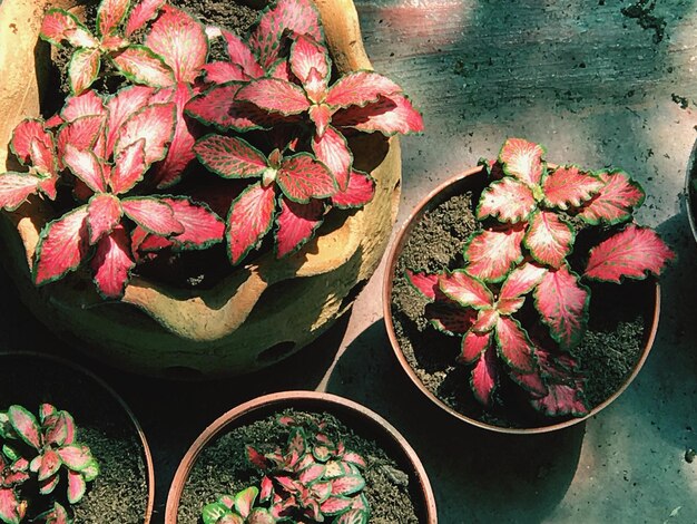 Close-up des fleurs sur la table