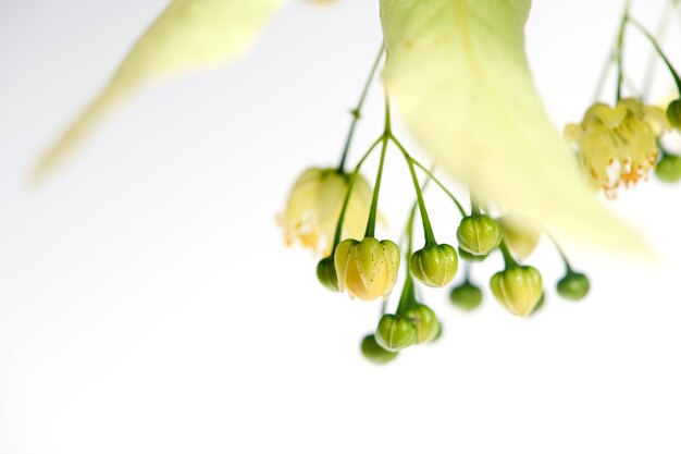 Photo close-up de fleurs de tilleul jaune avec des feuilles et des bourgeons sur un fond blanc