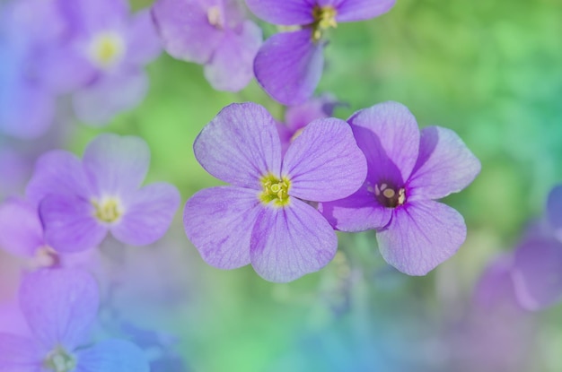 Close up de fleurs violettes de fleurs Aubrieta Purple rock cress Aubrieta deltoidea