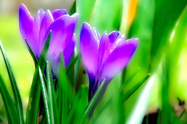 Photo close-up des fleurs violettes qui fleurissent sur le champ