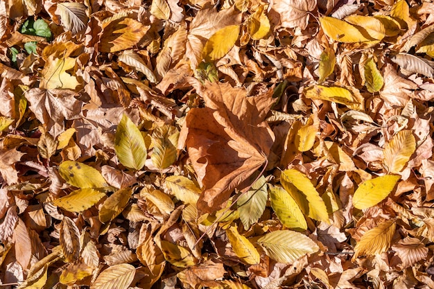 Close-up de fond de feuilles d'arbre d'automne. Fond de feuilles d'automne jaune