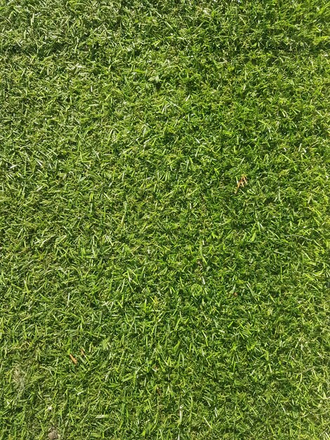 Close up fond d'herbe verte artificielle