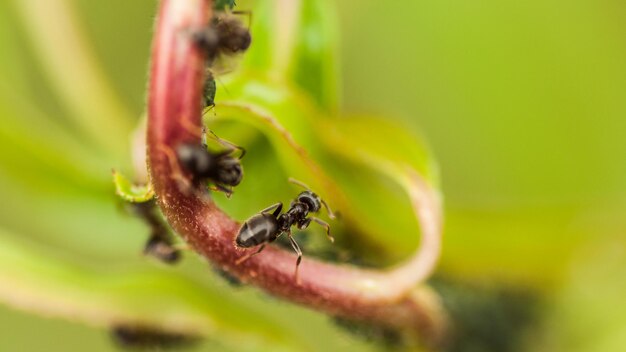 Photo close-up d'une fourmi sur une plante