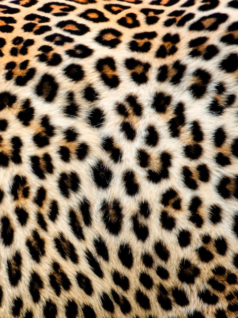 Close up de fourrure de léopards Panthera pardus