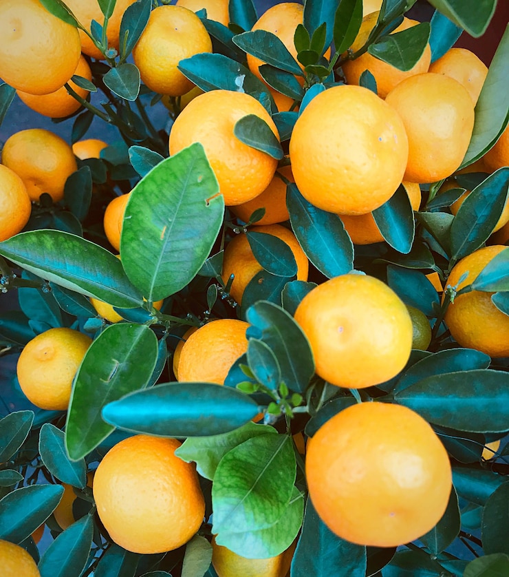 Photo close-up des fruits sur l'arbre