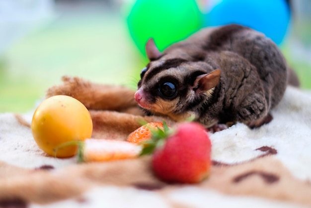 Photo close-up de fruits qui mangent des fruits