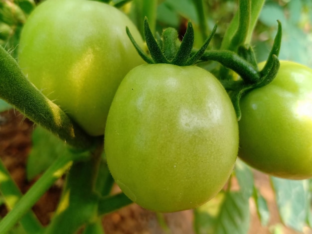 Close-up des fruits