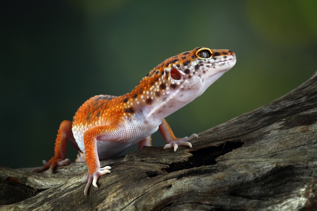 Close up de gecko léopard en bois