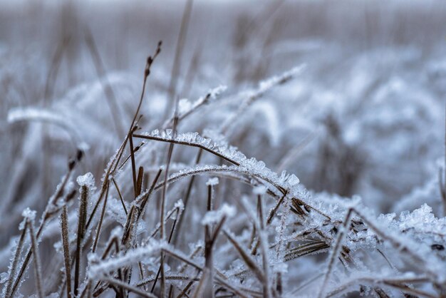 Close-up de la glace sur l'herbe