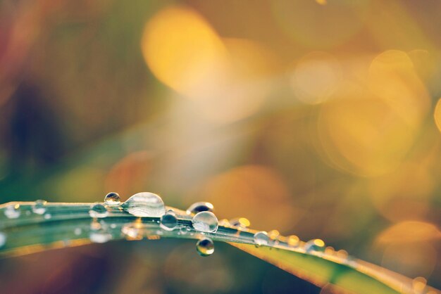 Photo close-up de gouttes d'eau sur une feuille