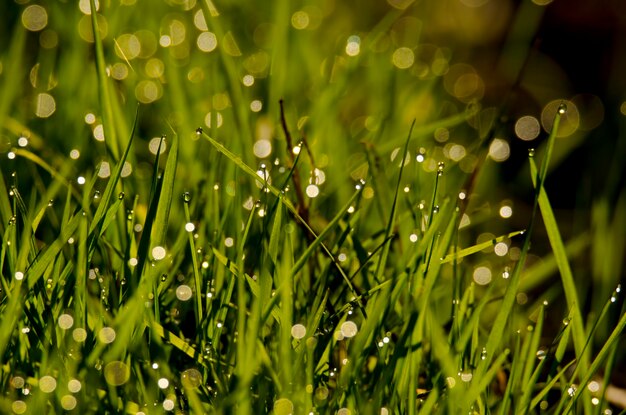 Close-up de gouttes d'eau sur les feuilles