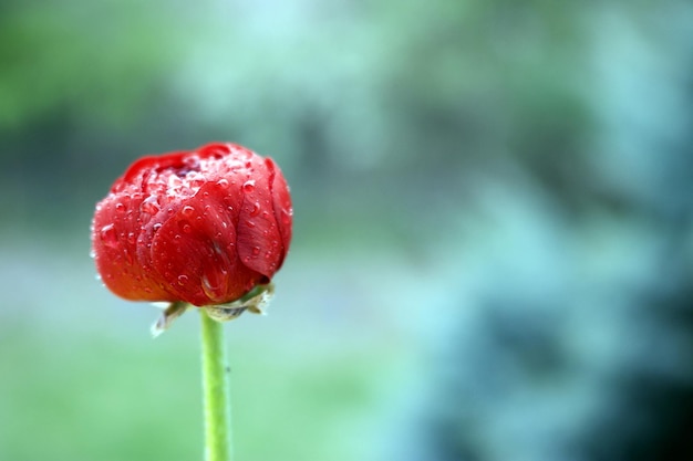 Photo close-up des gouttes d'eau sur la plante