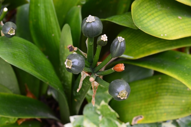 Close-up des gouttes d'eau sur la plante