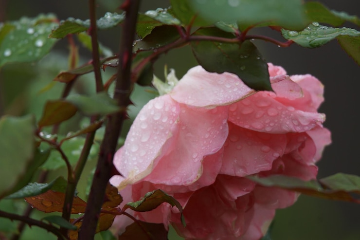 Photo close-up des gouttes d'eau sur la rose