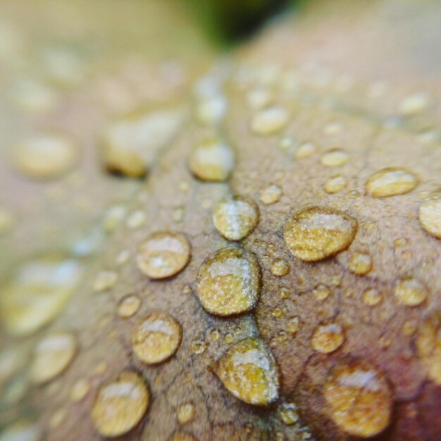 Photo close-up de gouttes d'eau à la surface