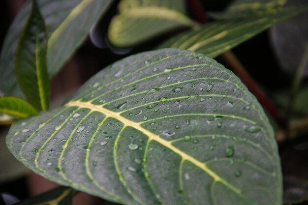 Photo close-up des gouttes de pluie sur les feuilles