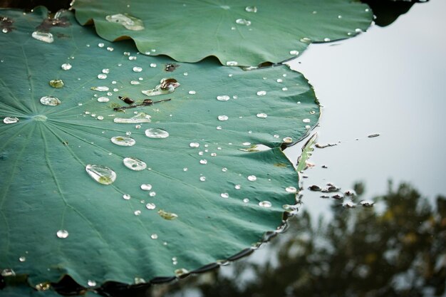 Photo close-up des gouttes de pluie sur les feuilles