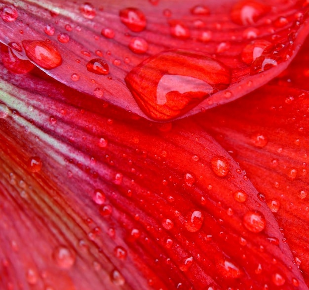 Close up de gouttes de pluie sur un pétale d'amaryllis