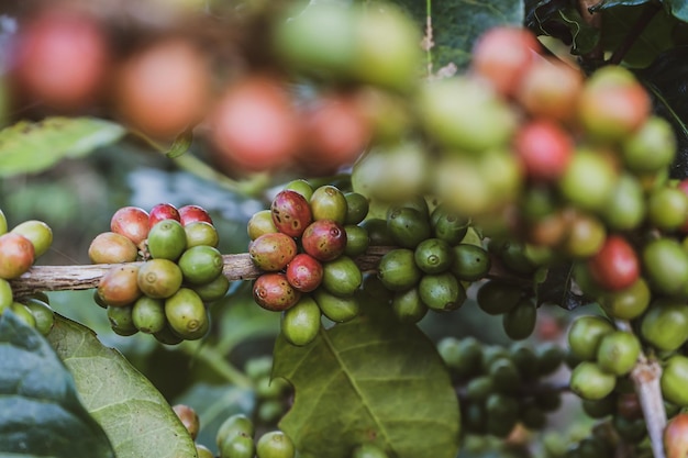 Close-up de grains de café crus sur un arbre