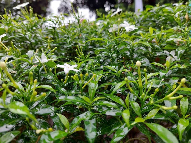 Close up green Gardenia jasminoides gardenia cape jasmine cape jessamine danh danh jasmin avec fond naturel