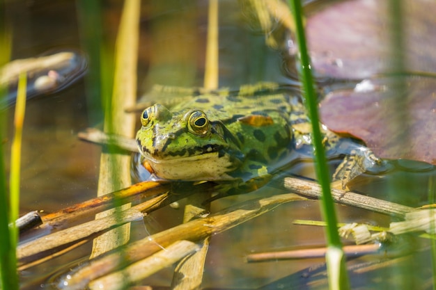 Close-up d'une grenouille dans un lac