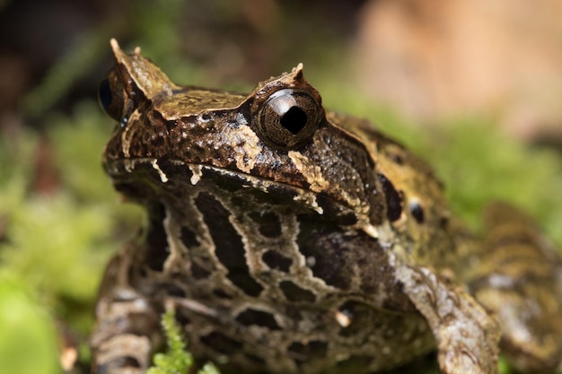 Photo close-up d'une grenouille sur un rocher