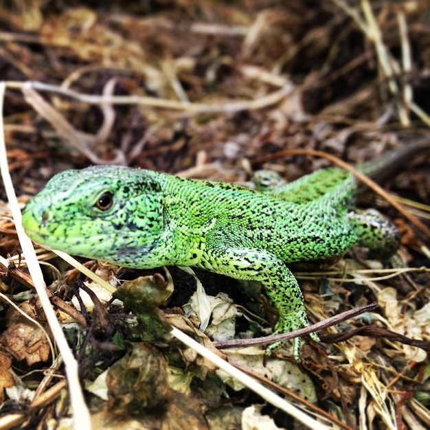 Close-up d'une grenouille