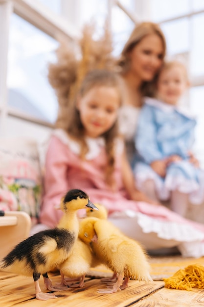 Close-up d'un groupe de petits canards jaunes mignons jouant à marcher sur le fond de jeunes heureux