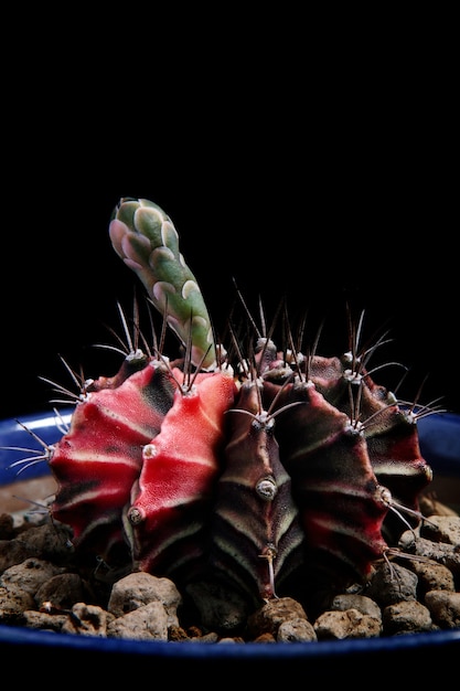 Close up gymnocalycium cactus avec jeune fleur en pot de plantation