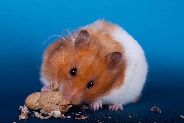 Close-up d'un hamster doré mangeant des arachides sur un fond bleu