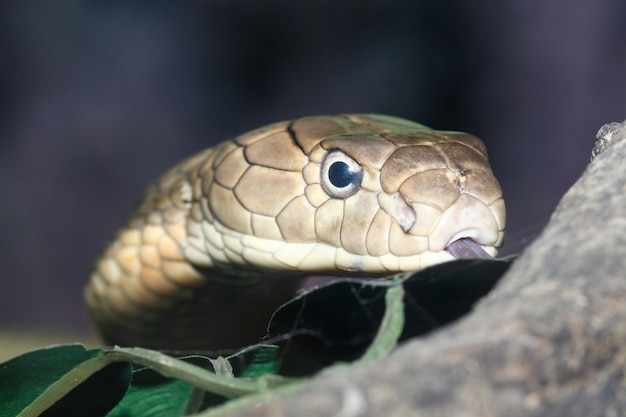 Close up head king cobra est un serpent dangereux au jardin thaïlande