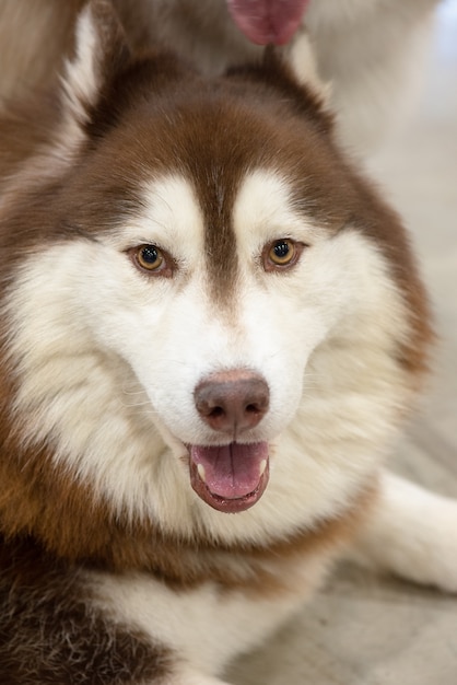 Close-up Head of peeking Siberian Husky Dog aux yeux sombres