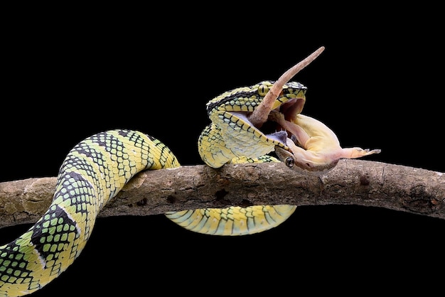 Close up head photo de wagler pit viper sur fond noir