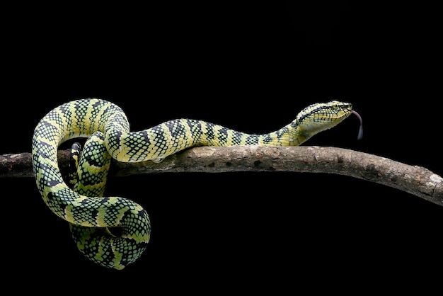 Close up head photo de wagler pit viper sur fond noir