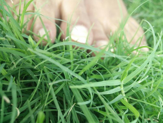 Photo close-up de l'herbe dans le champ