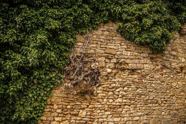 Photo close-up de l'herbe qui pousse sur un arbre