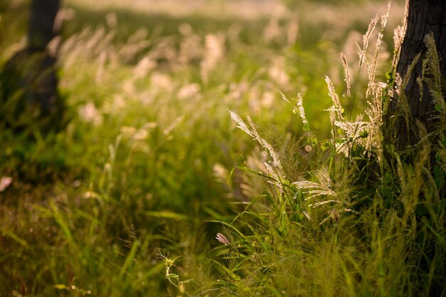 Close-up de l'herbe qui pousse sur le champ