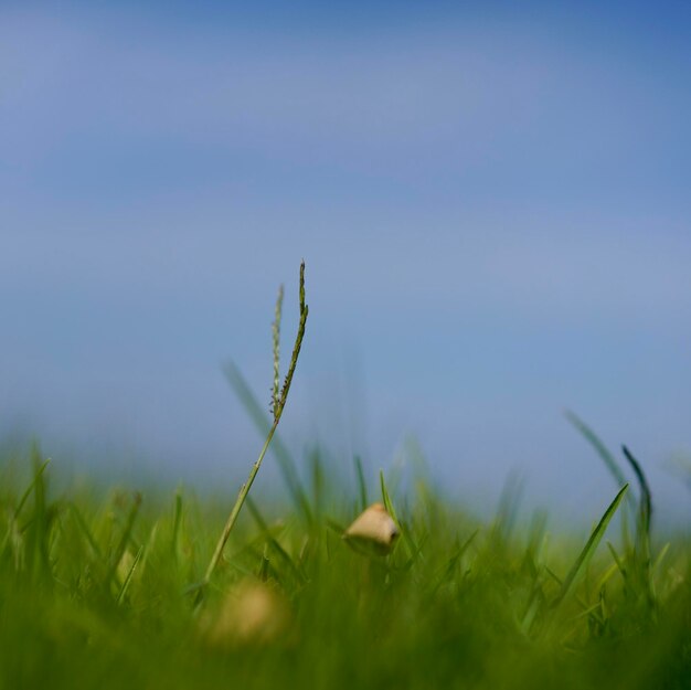 Photo close-up de l'herbe sur le terrain contre le ciel