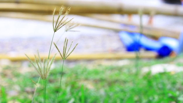 Photo close-up de l'herbe sur le terrain