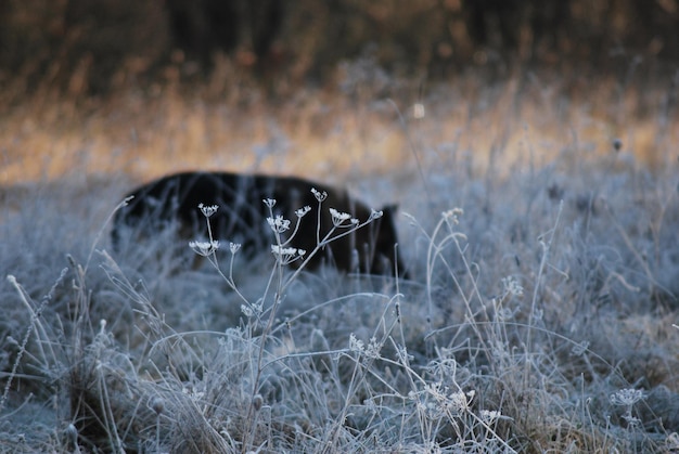 Photo close-up de l'herbe sur le terrain